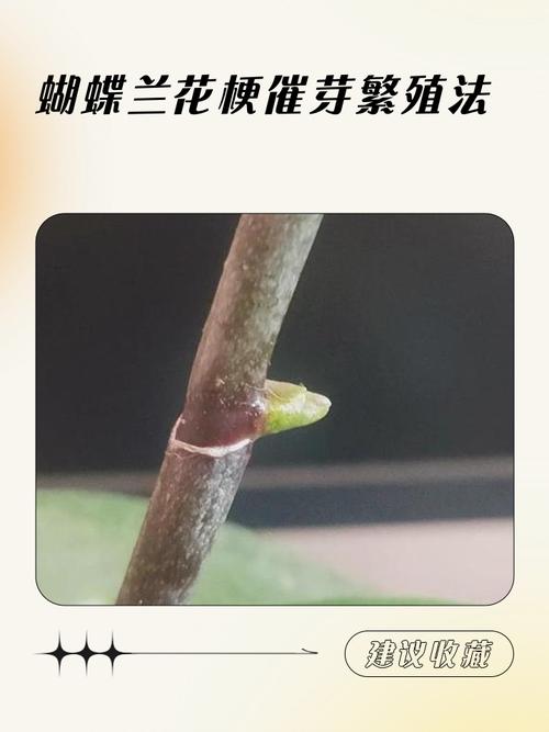 蝴蝶兰怎么繁殖，蝴蝶兰怎么繁殖视频教程-第2张图片-优品飞百科