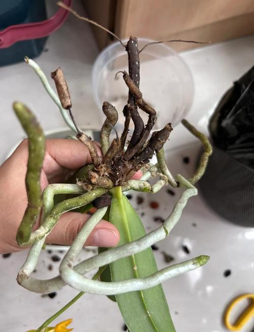 蝴蝶兰怎么繁殖，蝴蝶兰怎么繁殖视频教程-第5张图片-优品飞百科