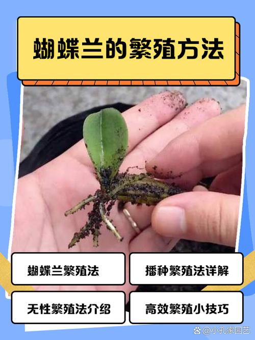 蝴蝶兰怎么繁殖，蝴蝶兰怎么繁殖视频教程-第7张图片-优品飞百科