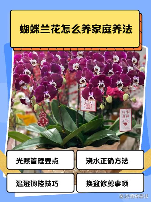蝴蝶兰怎么繁殖，蝴蝶兰怎么繁殖视频教程-第8张图片-优品飞百科