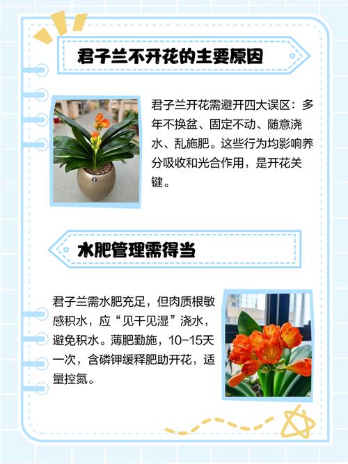 养君子兰为什么不开花，君子兰为啥不开花呢-第2张图片-优品飞百科