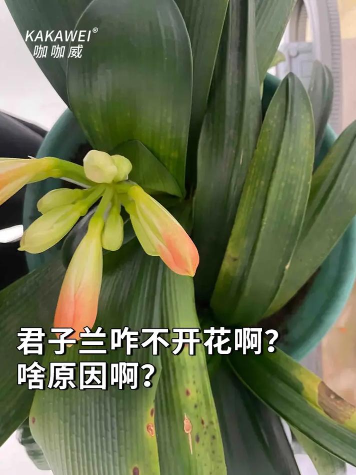 养君子兰为什么不开花，君子兰为啥不开花呢-第5张图片-优品飞百科