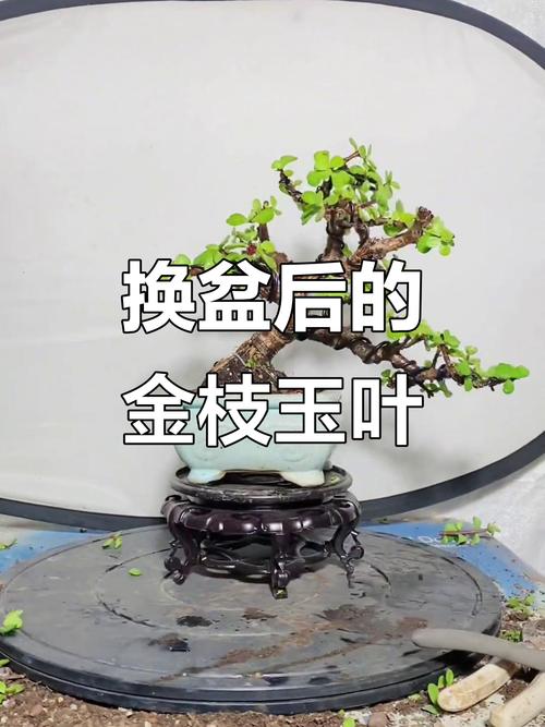 金枝玉叶的养殖方法和注意事项？多肉金枝玉叶的养殖方法和注意事项？
