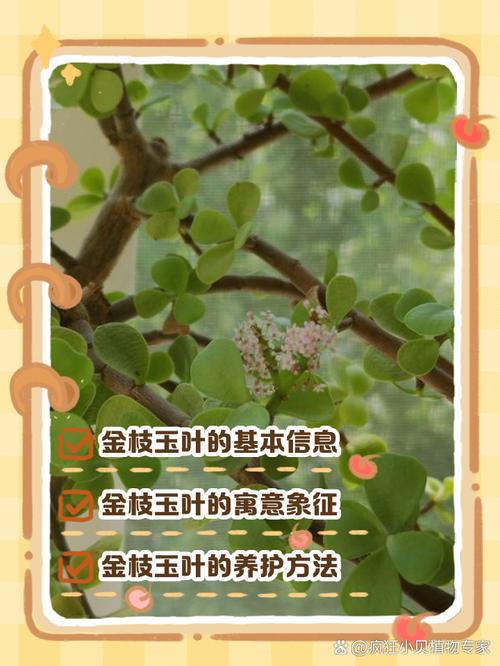 金枝玉叶的养殖方法和注意事项？多肉金枝玉叶的养殖方法和注意事项？-第2张图片-优品飞百科