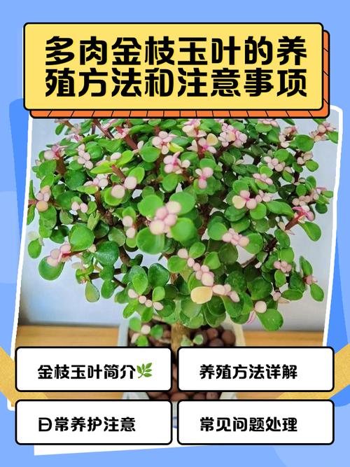 金枝玉叶的养殖方法和注意事项？多肉金枝玉叶的养殖方法和注意事项？-第3张图片-优品飞百科