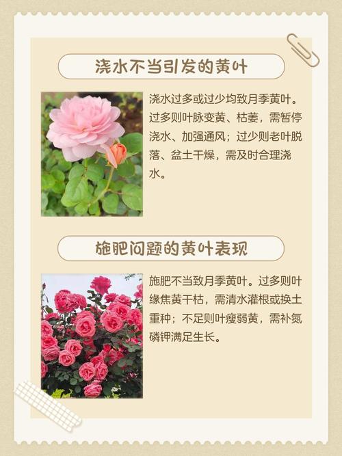 月季叶子发红怎么办，月季叶子发红怎么办视频？-第4张图片-优品飞百科