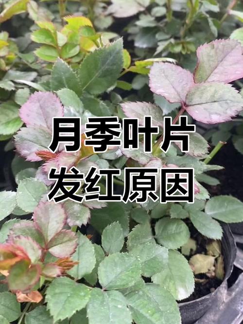 月季叶子发红怎么办，月季叶子发红怎么办视频？-第5张图片-优品飞百科