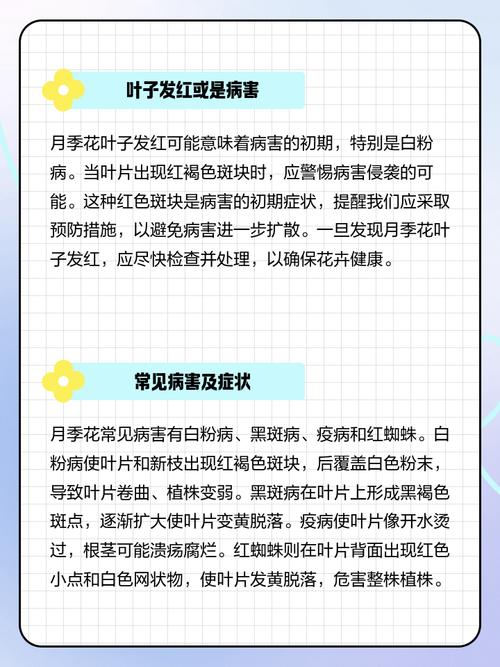 月季叶子发红怎么办，月季叶子发红怎么办视频？-第6张图片-优品飞百科