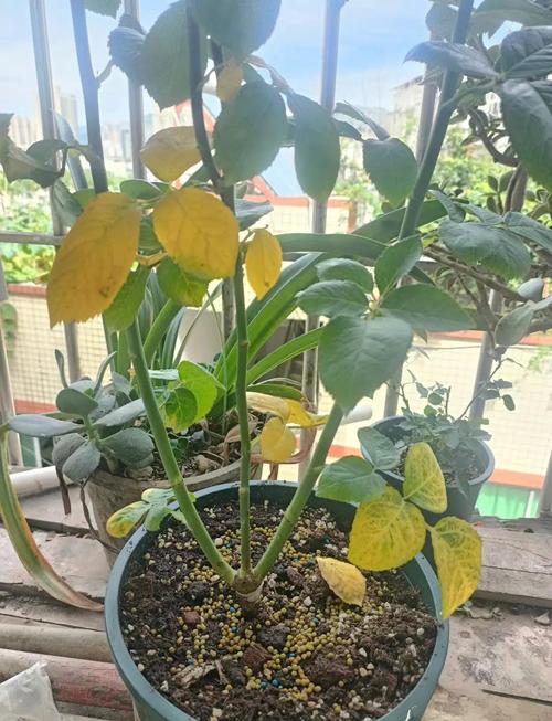 月季叶子发红怎么办，月季叶子发红怎么办视频？-第7张图片-优品飞百科