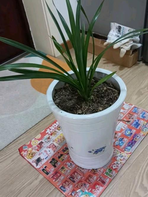 兰花的香味真的有毒吗，兰花的香味真的有毒吗图片
