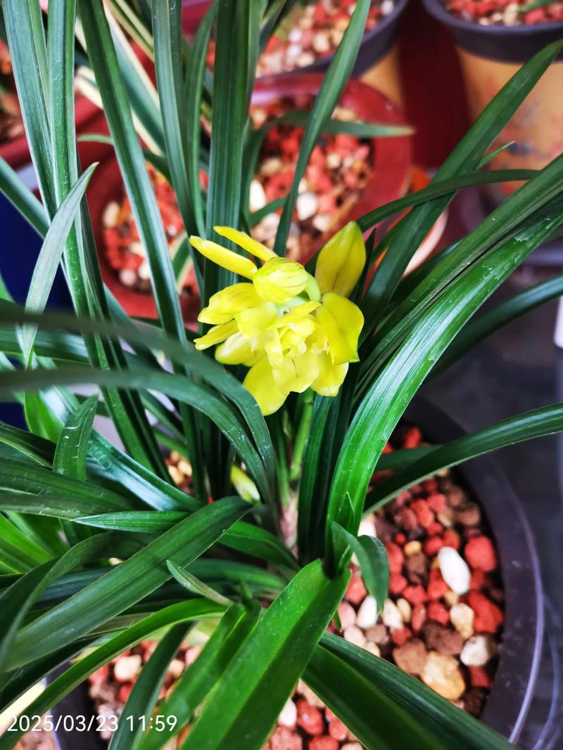 兰花的香味真的有毒吗，兰花的香味真的有毒吗图片-第2张图片-优品飞百科