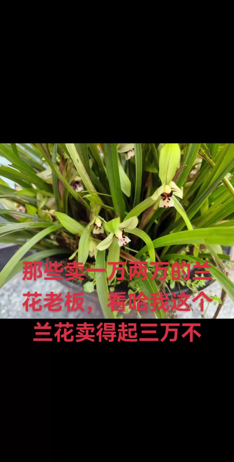 兰花的香味真的有毒吗，兰花的香味真的有毒吗图片-第5张图片-优品飞百科