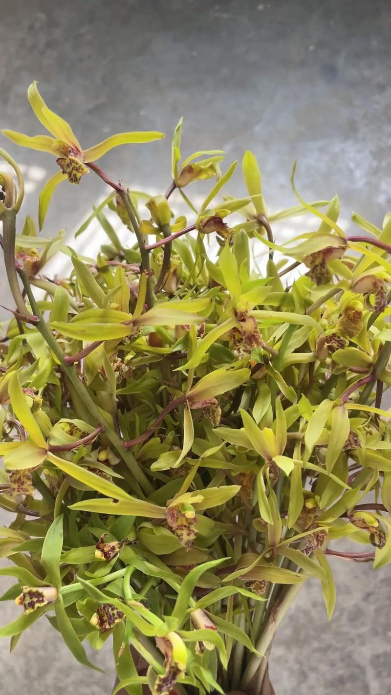兰花的香味真的有毒吗，兰花的香味真的有毒吗图片-第6张图片-优品飞百科