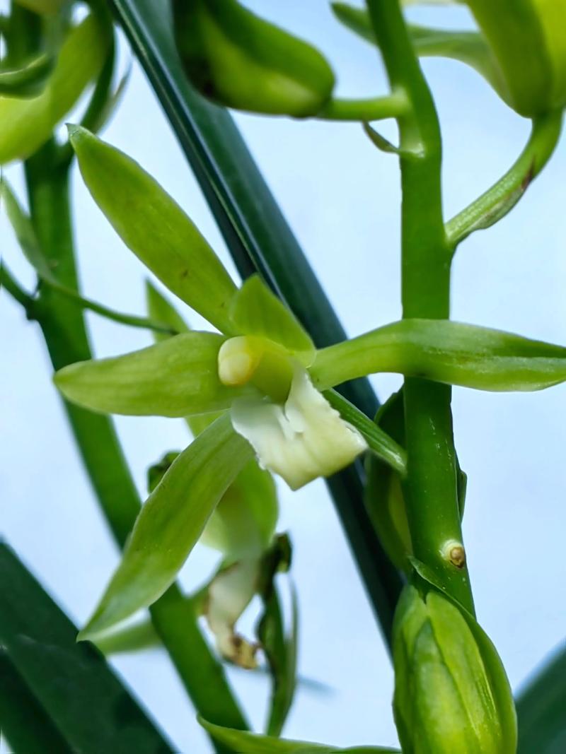 兰花的香味真的有毒吗，兰花的香味真的有毒吗图片-第8张图片-优品飞百科