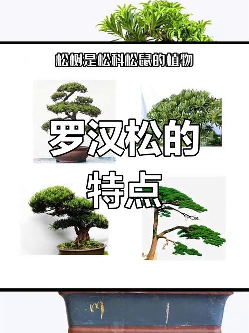 关于罗汉松和金钱松的区别的信息-第2张图片-优品飞百科