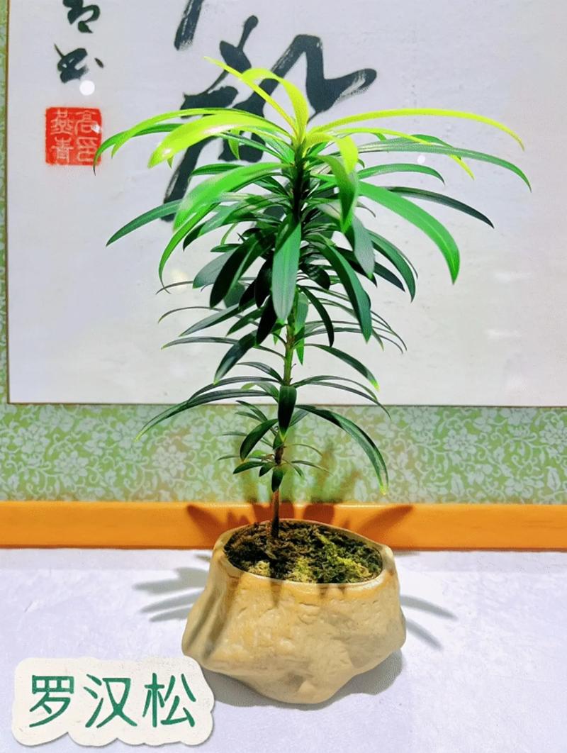 关于罗汉松和金钱松的区别的信息-第3张图片-优品飞百科
