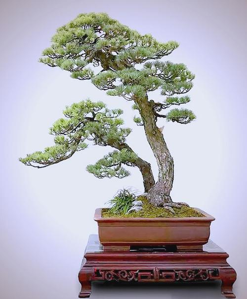 关于罗汉松和金钱松的区别的信息-第4张图片-优品飞百科