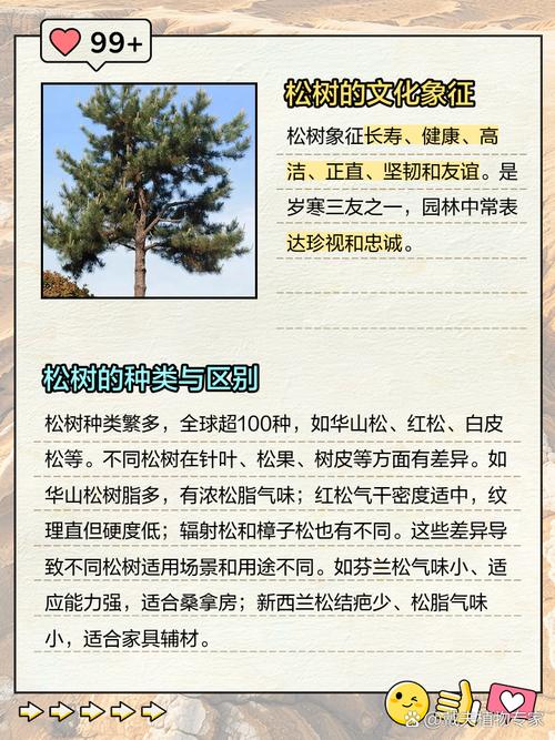 关于罗汉松和金钱松的区别的信息-第5张图片-优品飞百科