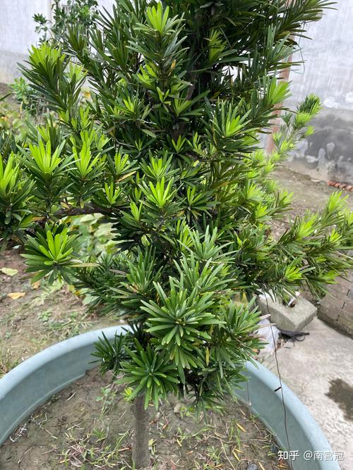 关于罗汉松和金钱松的区别的信息-第6张图片-优品飞百科
