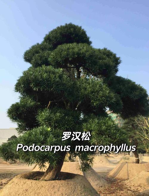 关于罗汉松和金钱松的区别的信息-第7张图片-优品飞百科