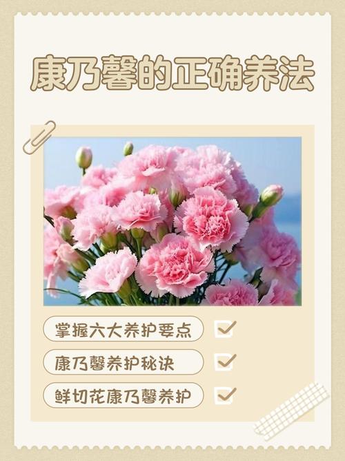 康乃馨怎么浇水，康乃馨怎么浇水不烂根？-第2张图片-优品飞百科