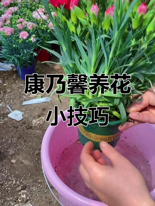 康乃馨怎么浇水，康乃馨怎么浇水不烂根？-第4张图片-优品飞百科