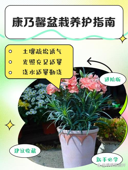 康乃馨怎么浇水，康乃馨怎么浇水不烂根？-第5张图片-优品飞百科