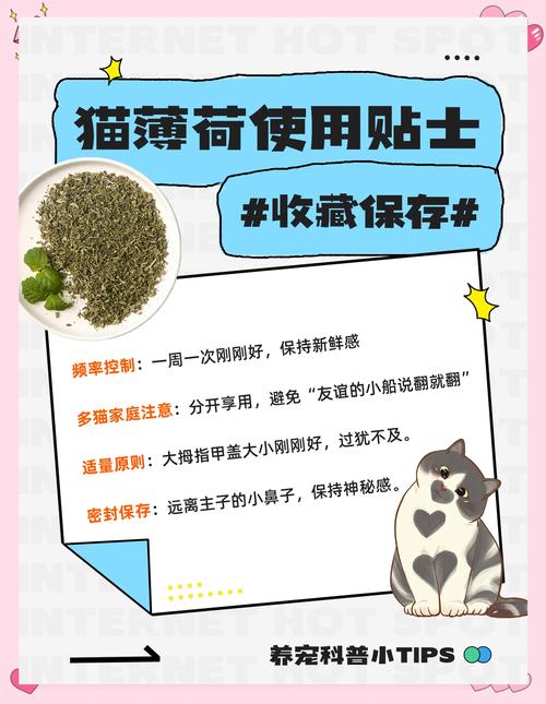 猫薄荷的养殖方法和注意事项，猫薄荷怎么养才能爆盆