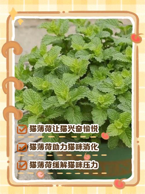 猫薄荷的养殖方法和注意事项，猫薄荷怎么养才能爆盆-第3张图片-优品飞百科
