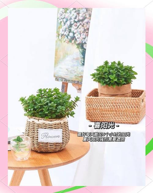 猫薄荷的养殖方法和注意事项，猫薄荷怎么养才能爆盆-第4张图片-优品飞百科