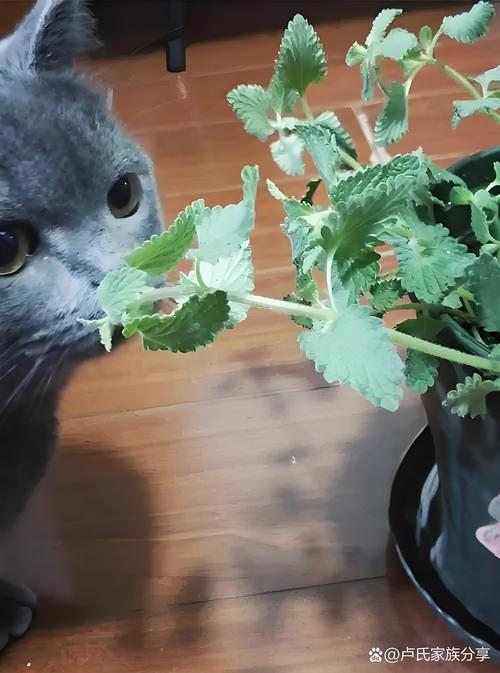 猫薄荷的养殖方法和注意事项，猫薄荷怎么养才能爆盆-第6张图片-优品飞百科