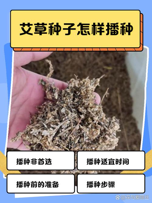 艾草种植方法？艾草种植方法和时间？