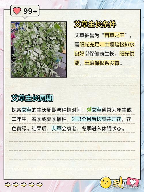 艾草种植方法？艾草种植方法和时间？-第2张图片-优品飞百科