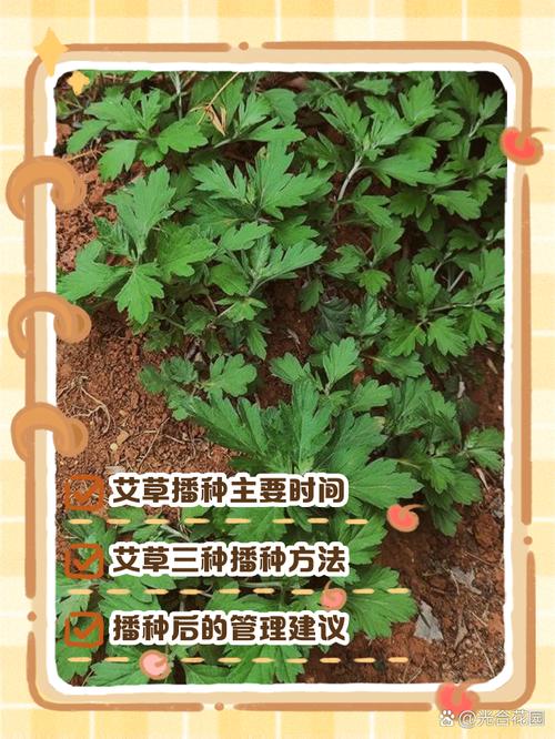 艾草种植方法？艾草种植方法和时间？-第3张图片-优品飞百科