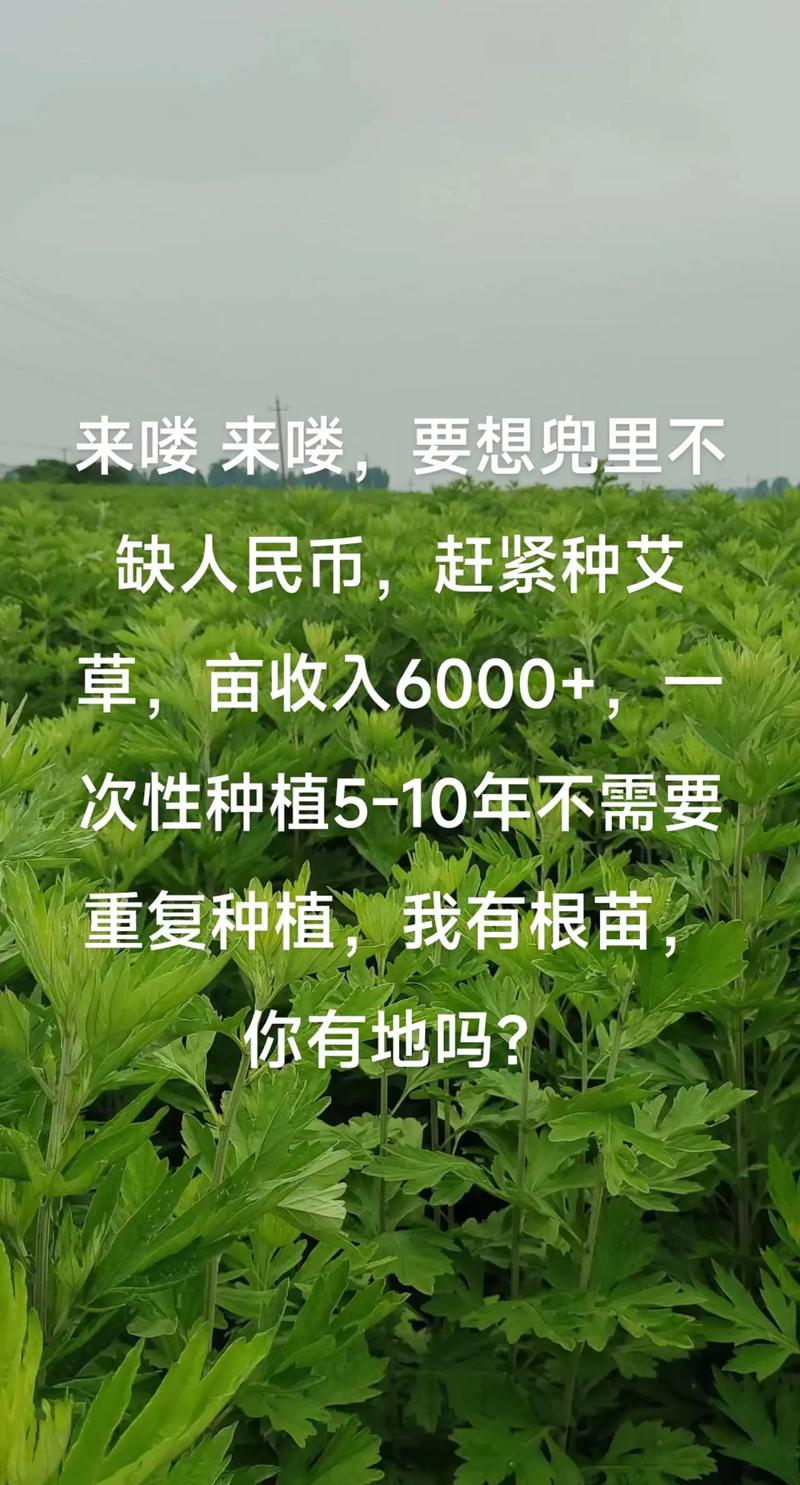 艾草种植方法？艾草种植方法和时间？-第4张图片-优品飞百科