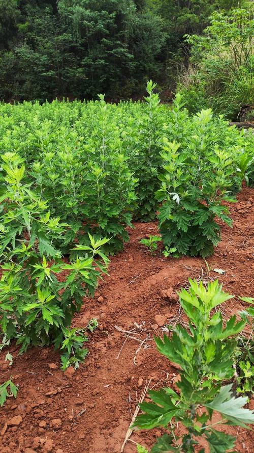 艾草种植方法？艾草种植方法和时间？-第5张图片-优品飞百科