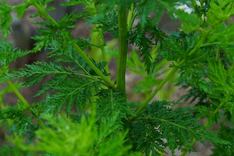 艾草种植方法？艾草种植方法和时间？-第6张图片-优品飞百科