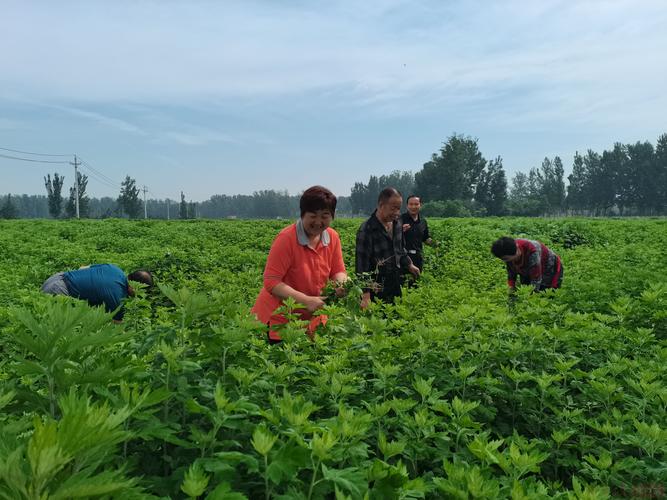 艾草种植方法？艾草种植方法和时间？-第7张图片-优品飞百科