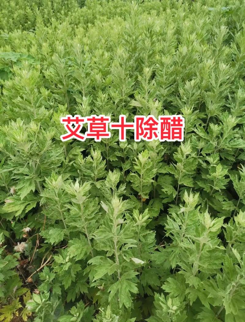 艾草种植方法？艾草种植方法和时间？-第8张图片-优品飞百科
