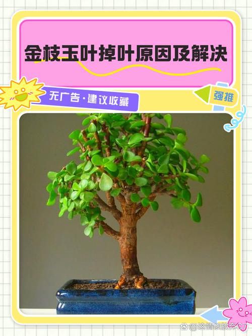 金枝玉叶冬天落叶子吗？金枝玉叶冬天叶子发黄怎么回事？