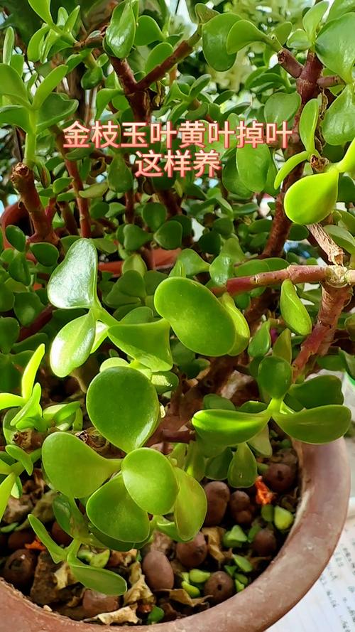 金枝玉叶冬天落叶子吗？金枝玉叶冬天叶子发黄怎么回事？-第2张图片-优品飞百科