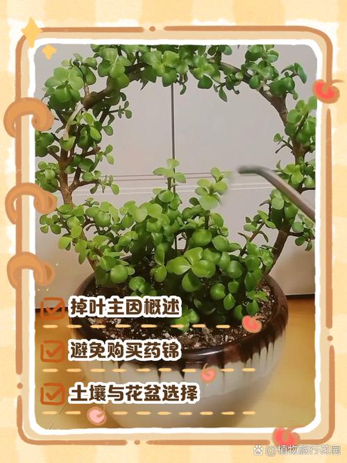金枝玉叶冬天落叶子吗？金枝玉叶冬天叶子发黄怎么回事？-第4张图片-优品飞百科