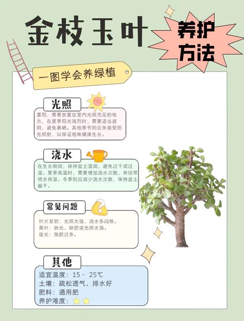 金枝玉叶冬天落叶子吗？金枝玉叶冬天叶子发黄怎么回事？-第5张图片-优品飞百科
