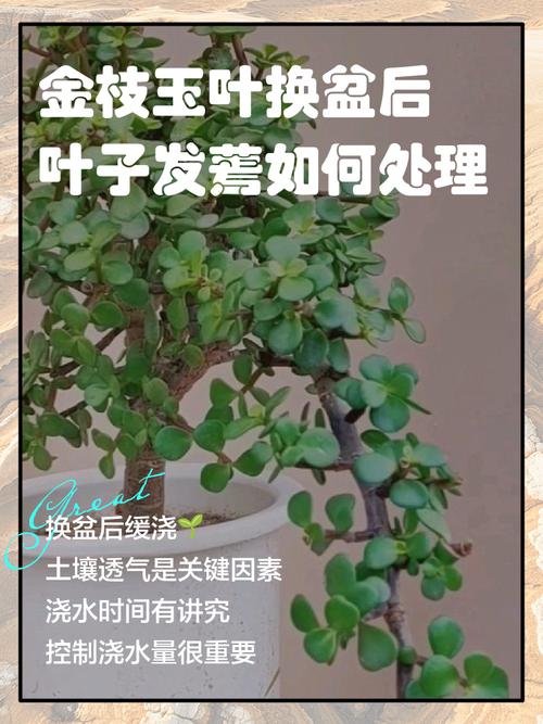 金枝玉叶冬天落叶子吗？金枝玉叶冬天叶子发黄怎么回事？-第6张图片-优品飞百科