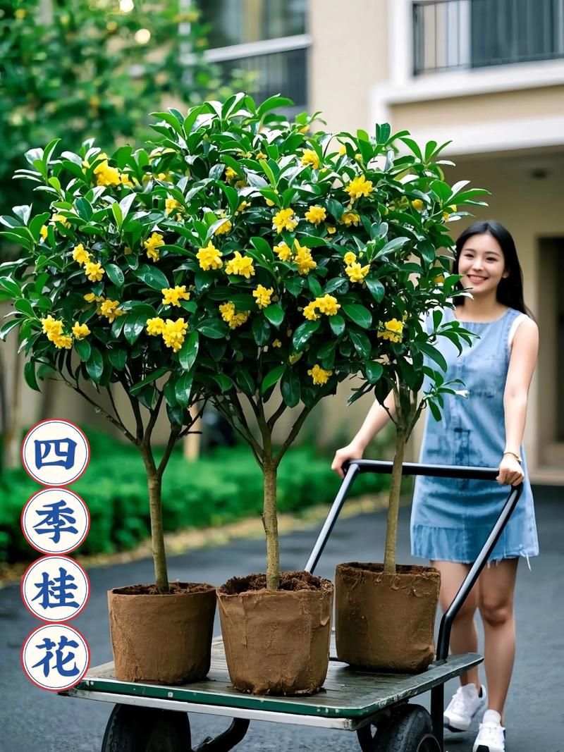 贵港适合养什么花，市花和市树是什么？贵港哪里有花市场？-第3张图片-优品飞百科