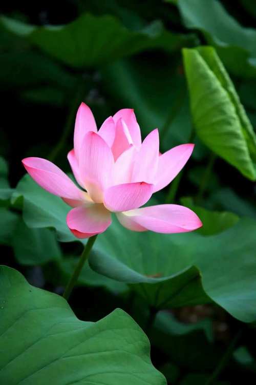 贵港适合养什么花，市花和市树是什么？贵港哪里有花市场？-第4张图片-优品飞百科