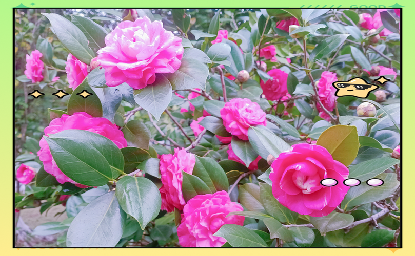 贵港适合养什么花，市花和市树是什么？贵港哪里有花市场？-第5张图片-优品飞百科