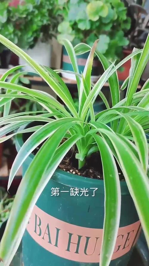 吊兰在室内叶子发黄怎么回事，家里吊兰叶子是黄的怎么回事-第2张图片-优品飞百科