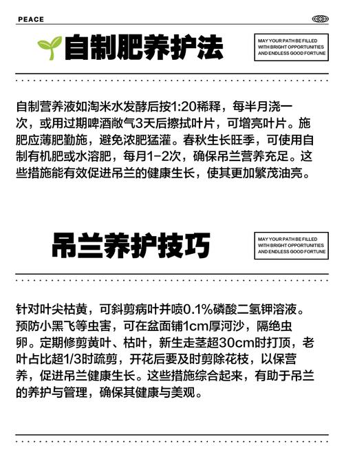 吊兰在室内叶子发黄怎么回事，家里吊兰叶子是黄的怎么回事-第5张图片-优品飞百科