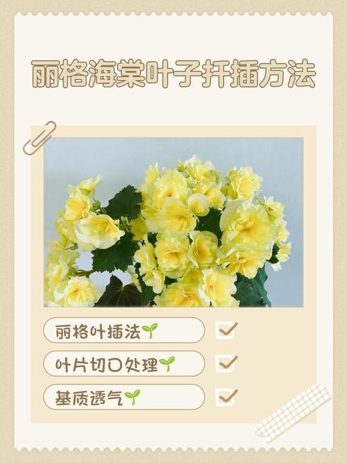 丽格海棠黄叶的原因和处理办法，丽格海棠黄叶怎么回事-第5张图片-优品飞百科
